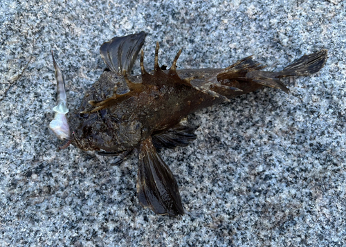 オニオコゼの釣果