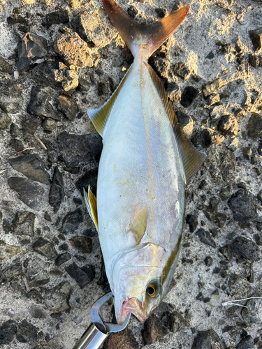 ネリゴの釣果