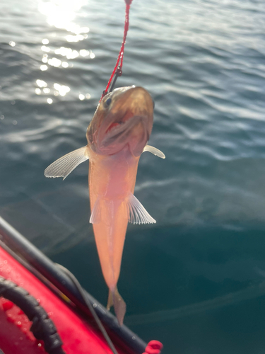 エソの釣果