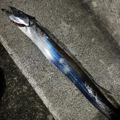 タチウオの釣果