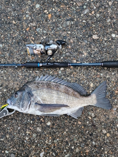 クロダイの釣果