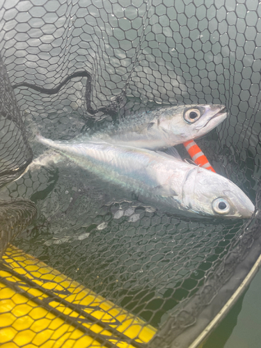 サバの釣果