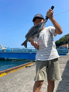 チヌの釣果