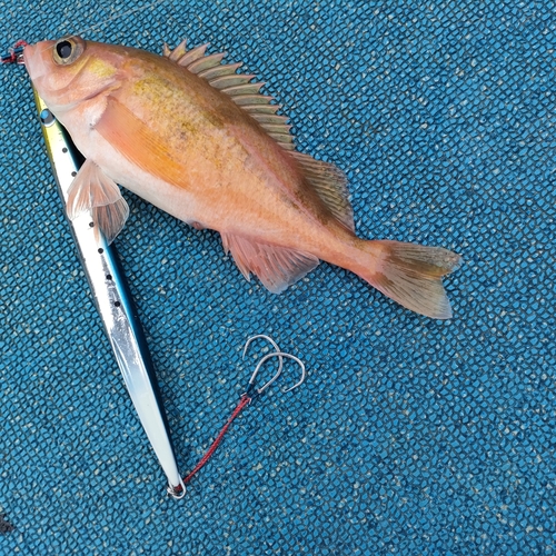 オキメバルの釣果