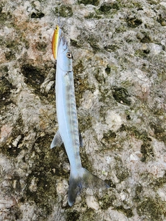 オニカマスの釣果