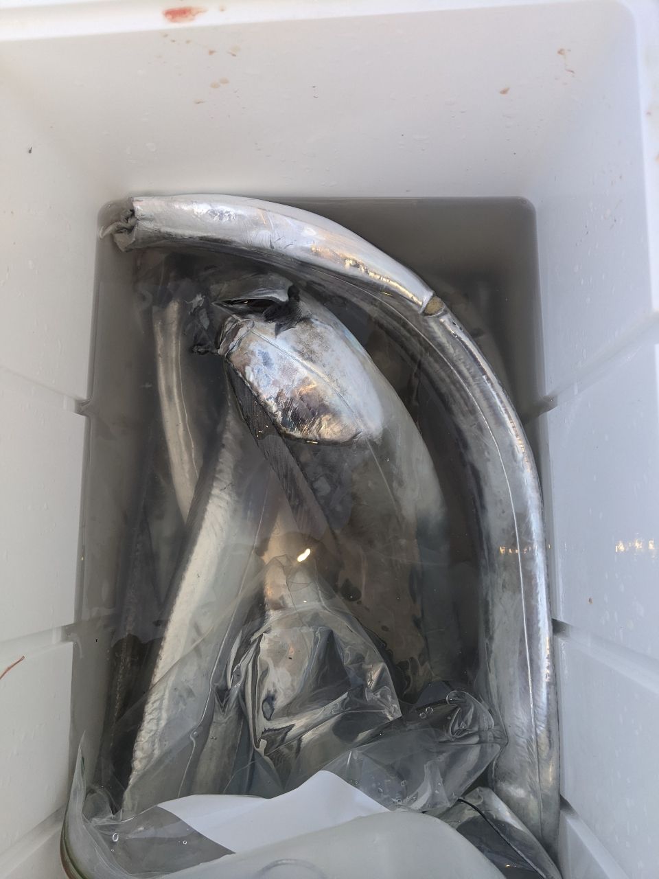 乙参さんの釣果 2枚目の画像