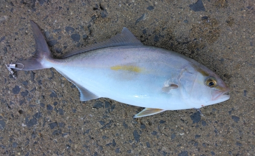 カンパチの釣果