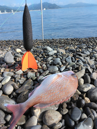 チャリコの釣果