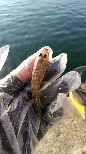 ハゼの釣果