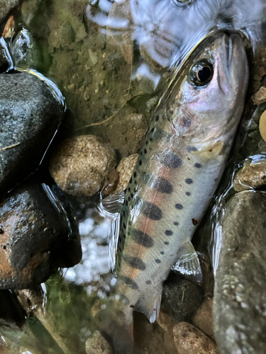 ヤマメの釣果