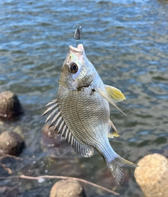 キビレの釣果