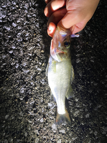 セイゴ（ヒラスズキ）の釣果