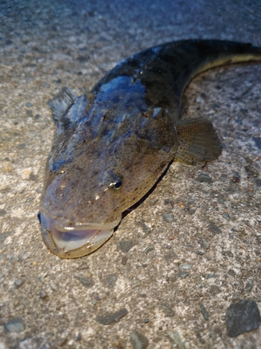 マゴチの釣果