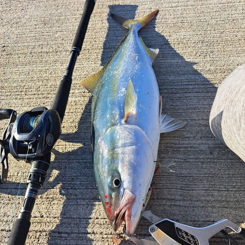 イナダの釣果