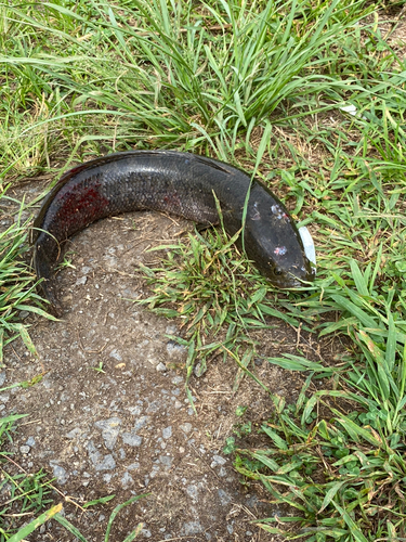 ライギョの釣果