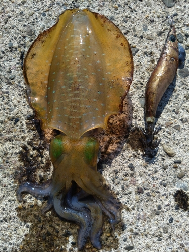 アオリイカの釣果