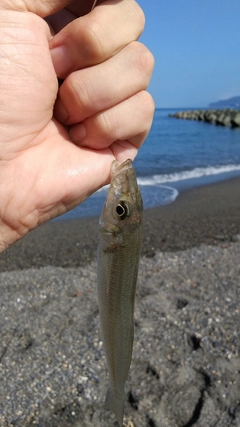 キスの釣果
