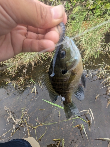 ブルーギルの釣果