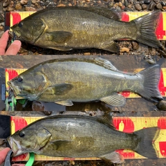 スモールマウスバスの釣果