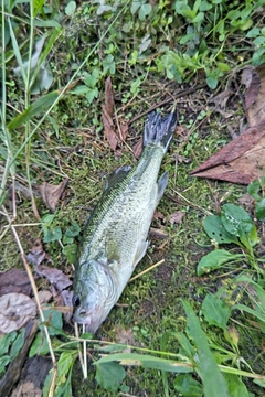 ラージマウスバスの釣果