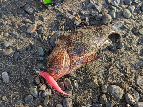 オオモンハタの釣果