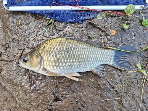 フナの釣果