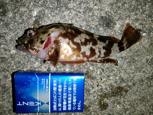 ガシラの釣果