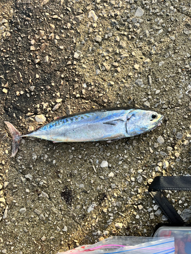 メジカの釣果