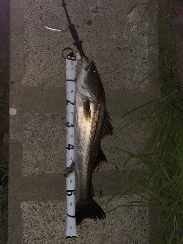 シーバスの釣果