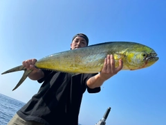 シイラの釣果