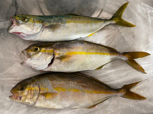 ショゴの釣果