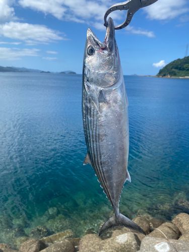 ハガツオの釣果