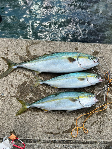 イナダの釣果