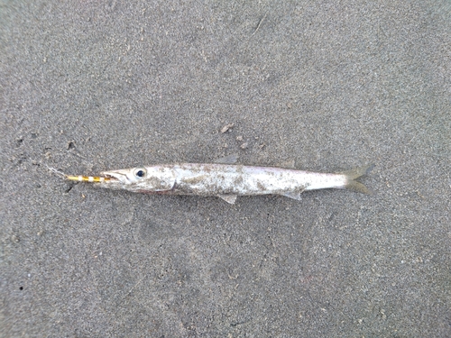 カマスの釣果