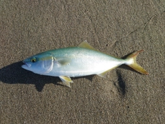 ワカシの釣果