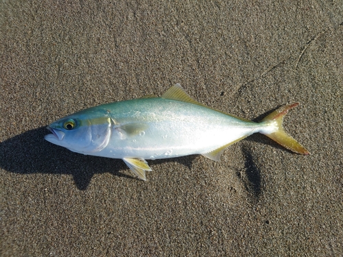 ワカシの釣果