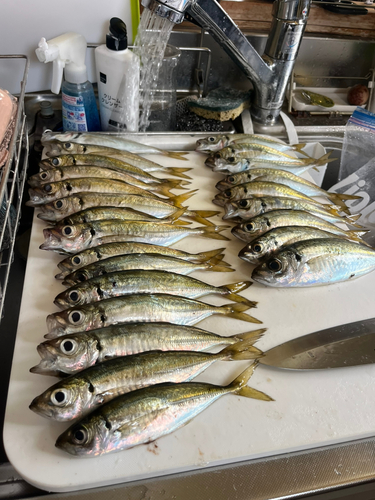 アジの釣果