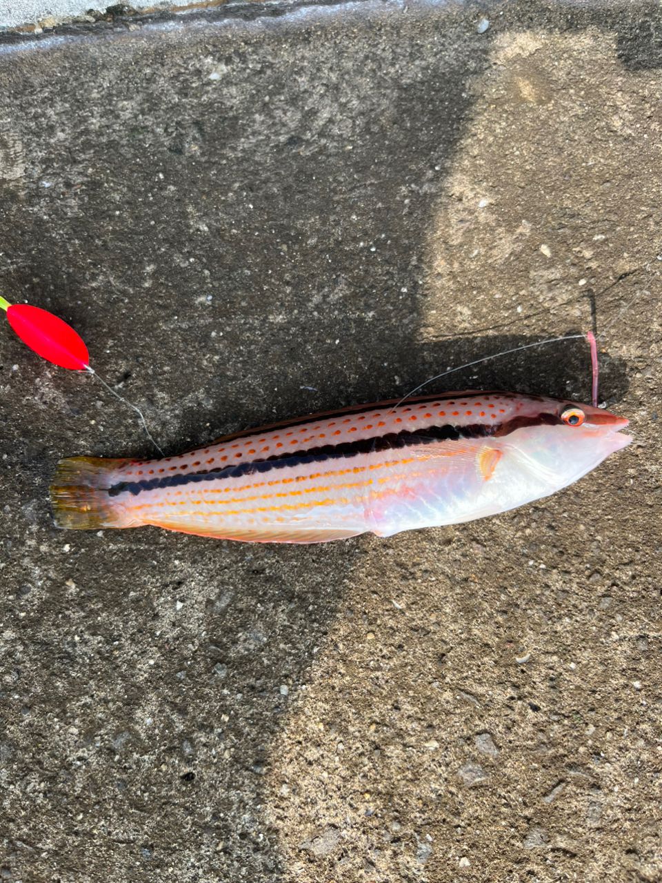 釣り好ききーたんさんの釣果 2枚目の画像