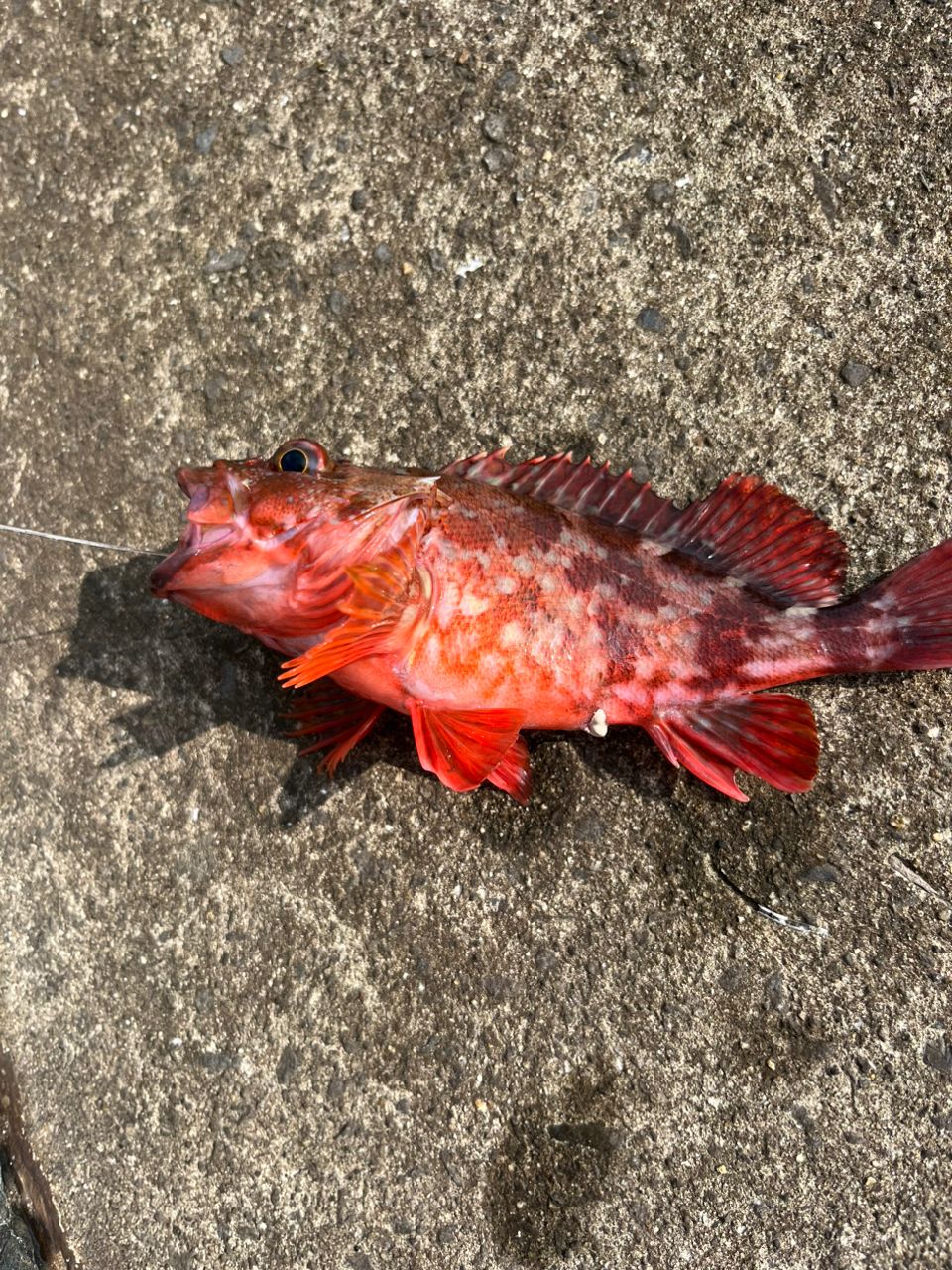 釣り好ききーたんさんの釣果 3枚目の画像