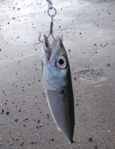 サバの釣果