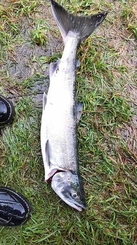 アキアジの釣果
