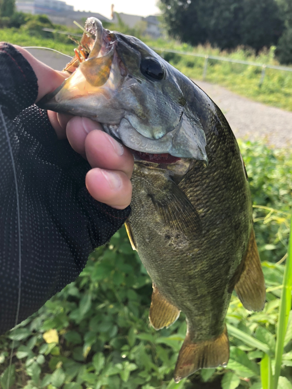 スモールマウスバス