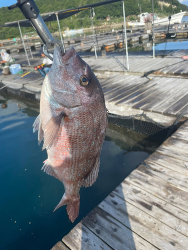 マダイの釣果