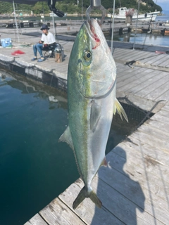 ハマチの釣果