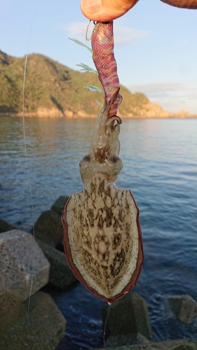 コウイカの釣果