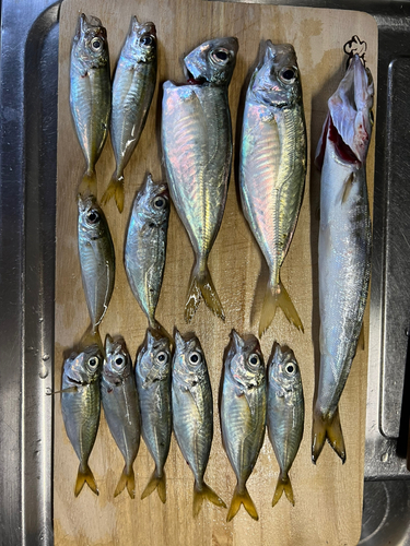 アジの釣果