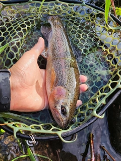 ニジマスの釣果