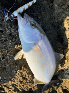 ショゴの釣果