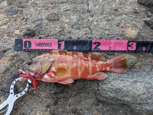 アカハタの釣果