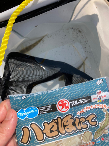 マハゼの釣果